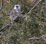 Grey langur monkeys