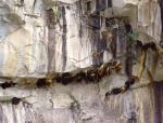 Wild bee hives in a cliff