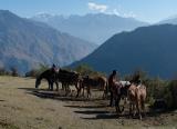 Our 6 mules wiating to be loaded