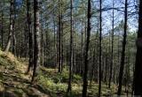 Walking through a dense conifer forest