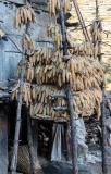 Corn drying