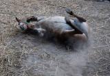A mule relaxing after work