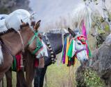 The head mule (with head dress)