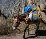 One of our mules