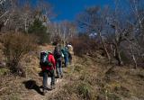 Higher up in the birch forest