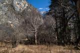 Higher up in the birch forest
