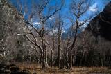 Higher up in the birch forest