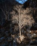 Birch tree