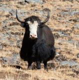 Yak staring at me and telling me not to come any closer