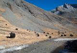 Yaks grazing