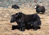 Yak staring at me and telling me not to come any closer