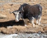 Yak staring at me and telling me not to come any closer