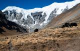 Yaks grazing