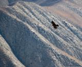 Chough
