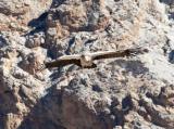 Himalayan vulture