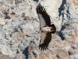 Himalayan vulture