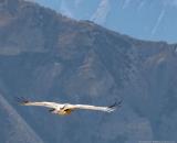 Himalayan vulture