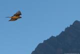 Laemmergeier - Bearded vulture