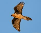 Laemmergeier - Bearded vulture