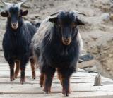 Goats crossing a bridge