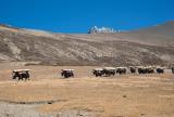 A yak caravan bringing wood from the South