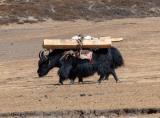 A yak caravan bringing wood from the South
