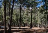 Through the forest