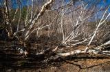 Birches