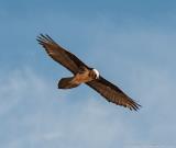 Bearded vulture in Samar