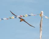 Bearded vulture in Samar