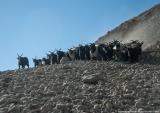 Herd of goats