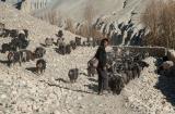 Goat herd
