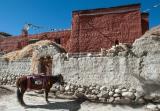 Horse parked outside Chhode Gompa
