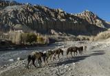 Horses along the river