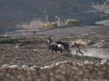 Ploughing