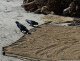 Choughs having lunch