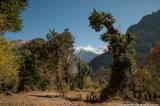 Back on the Annapurna trail below Koto