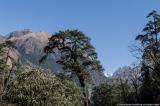 Back on the Annapurna trail below Koto