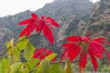 Poinsettias