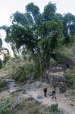 Bamboos