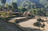 Harvesting rice
