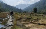 Walking along paddy fields